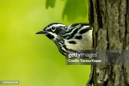 Black-and-white warbler bird on green background Black-and-white warbler bird on green background