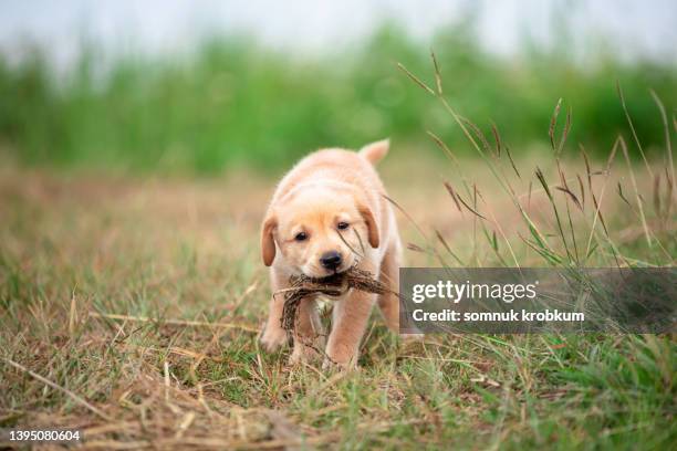 Red Labrador Playing Retriever Play Photos and Premium High Res Pictures - Getty Images