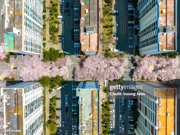 spring townscape with cherry blossom trees - cerejeira árvore frutífera - fotografias e filmes do acervo