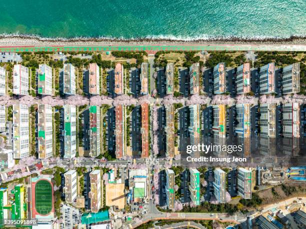 spring townscape with cherry blossom trees - busan stock pictures, royalty-free photos & images