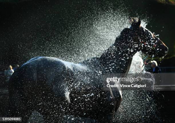 Bermadez is washed down after winning Race 8, the Magic Millions National Sale Handicap, during Brierly Steeplechase day at Warrnambool Racing Club...