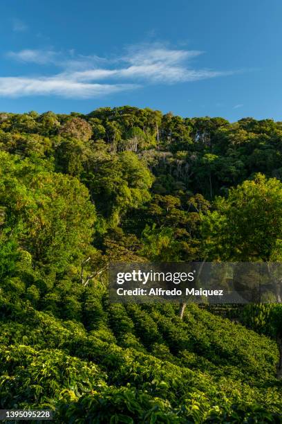 an organic coffee farm in the mountains of panama. - plantation de café stockfoto's en -beelden