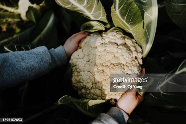 closeup of picking cauliflower - califlower stock-fotos und bilder