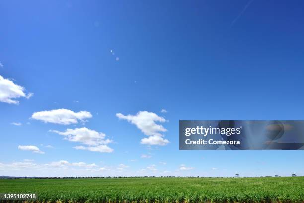 wheat fields - rice australia stock pictures, royalty-free photos & images