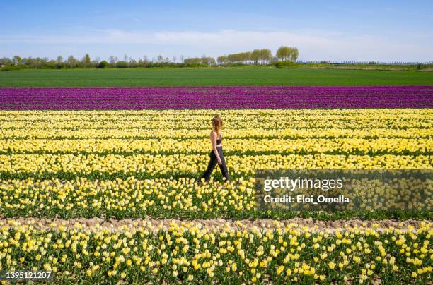 dutch woman walking in the tulip fields in netherlands - keukenhof gardens stock pictures, royalty-free photos & images