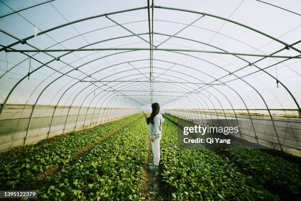 young asian female farmer holding smartphone in greenhouse - asian farmer ストックフォトと画像