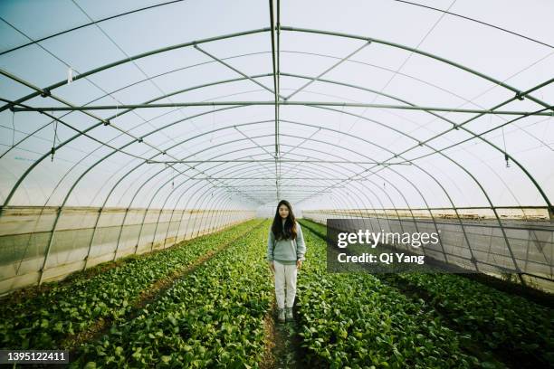 young asian woman standing in greenhouse - agricultural policy stock pictures, royalty-free photos & images