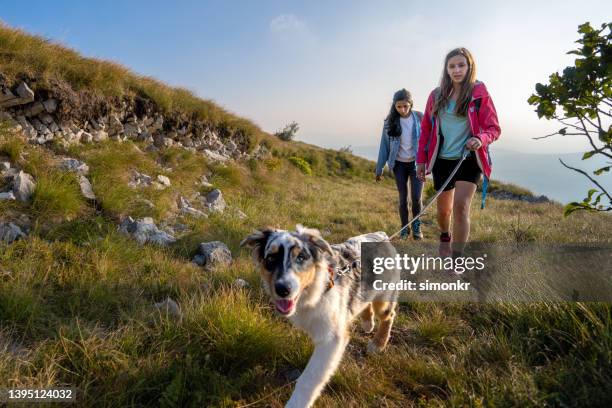 women hiking on grassy mountain - long leash stock pictures, royalty-free photos & images