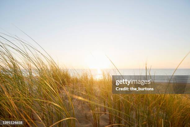 idyllic sand dune with marram grass by the sea at sunset - helm riet stockfoto's en -beelden