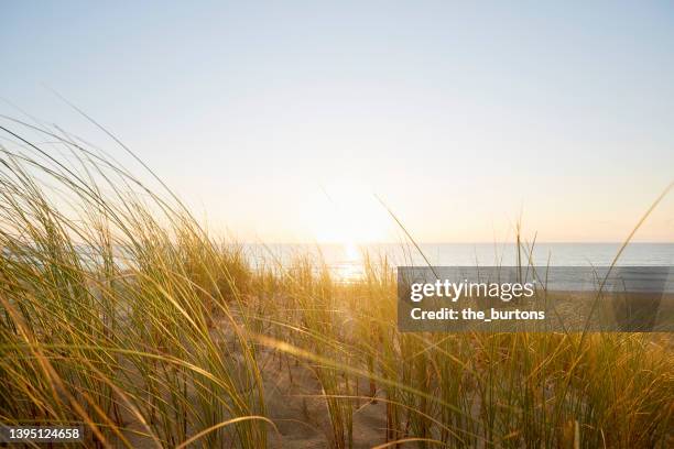 idyllic sand dune with marram grass by the sea at sunset - reed grass family stock pictures, royalty-free photos & images