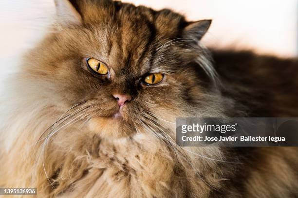 close-up portrait of a persian cat - chat persan photos et images de collection