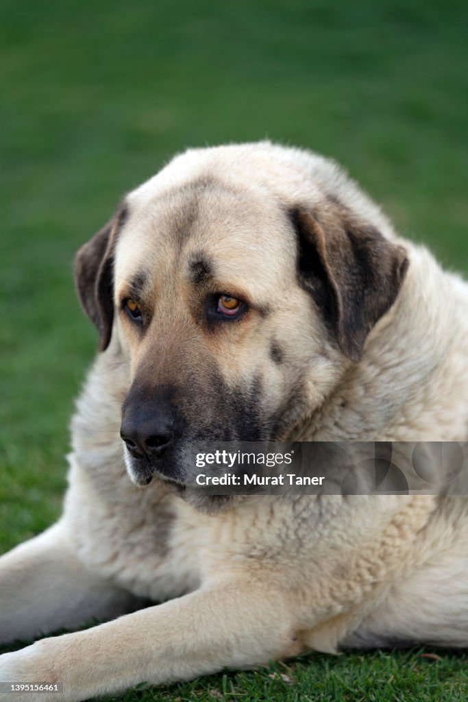 Lion Kurtis Kangal Dog Kangal Family Dog Kangal Shepherd Dog High