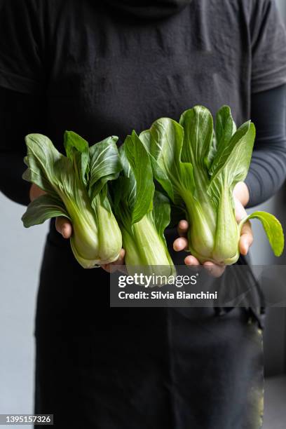 holding fresh organic vegetable - close up of bok choy bildbanksfoton och bilder