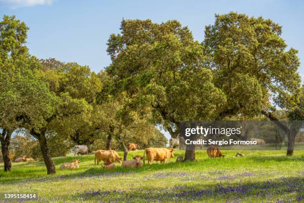 a group of cows rests in an idyllic landscape - alentejo photos et images de collection