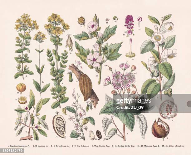 blütenpflanzen (rosiden), handkolorierter holzstich, erschienen 1887 - cacao tree stock-grafiken, -clipart, -cartoons und -symbole