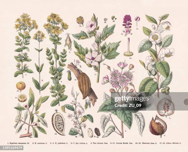 ilustrações de stock, clip art, desenhos animados e ícones de flowering plants (rosids), hand-colored wood engraving, published in 1887 - cocoa plant