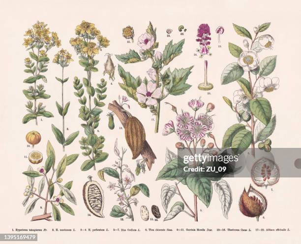 ilustrações de stock, clip art, desenhos animados e ícones de flowering plants (rosids), hand-colored wood engraving, published in 1887 - família das malváceas