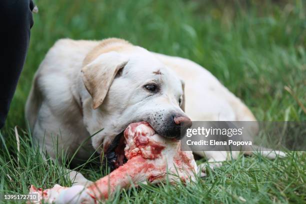 senior labrador dog biting and eating raw cow bone in the garden - dog stealing food stock pictures, royalty-free photos & images