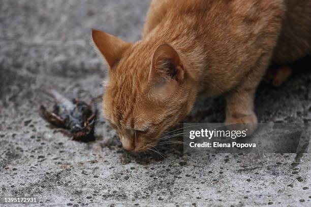 ginger cat hunting and catching small sparrow - eye catching stock pictures, royalty-free photos & images