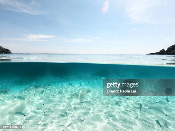 a school of sea breams is seen underwater at cala mariolu, a water bay in the gulf of orosei, sardinia, famous for its cristal clear, turquoise water. - tyrrhenian sea stock pictures, royalty-free photos & images