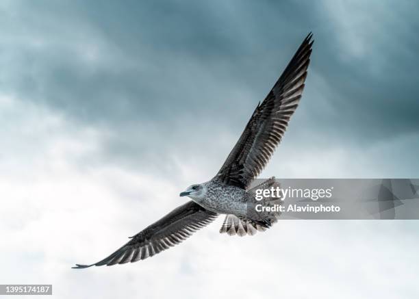 seagull flying in cloudy sky power and greatness - albatross stock pictures, royalty-free photos & images