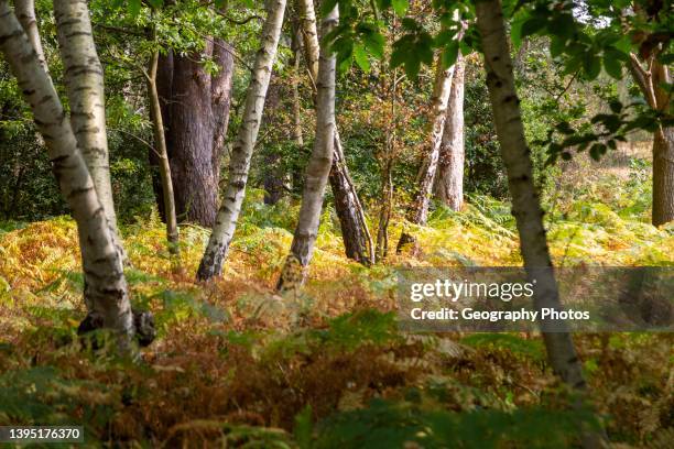 Silver birch trees, Betula pendula, trunks at different directions bracken understory, Suffolk Sandlings heathland, England, UK.