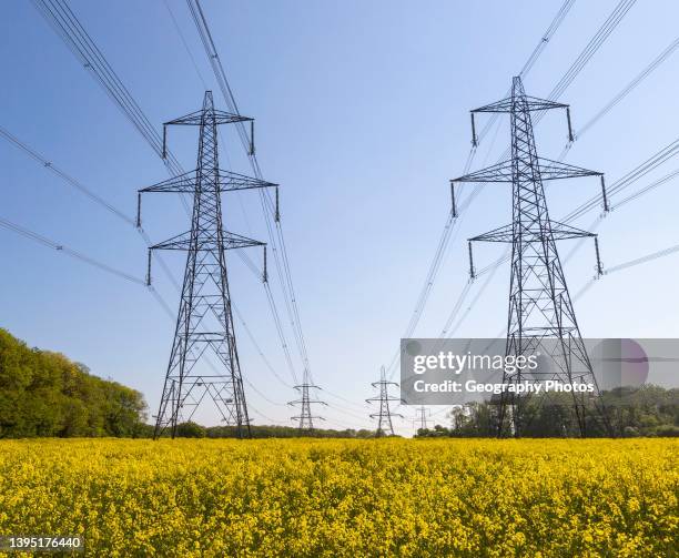 Pylons carrying high voltage electricity cables over countryside crop of yellow old seed rape, Debach, Suffolk, England, UK.
