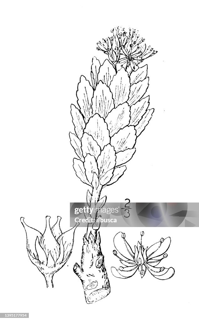 Antique botany plant illustration: Sedum roseum, rosewort