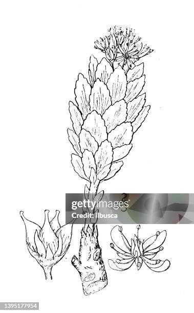 antique botany plant illustration: sedum roseum, rosewort - sedum roseum stock illustrations