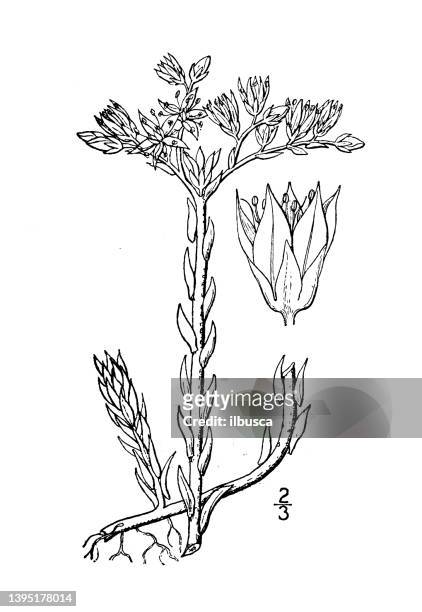 antique botany plant illustration: sedum stenopetalum, narrow petaled stonecrop - tapered roots stock illustrations