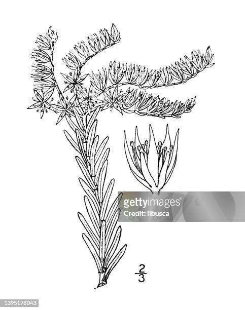 antique botany plant illustration: sedum pulchellum, widow's cross - widow stock illustrations