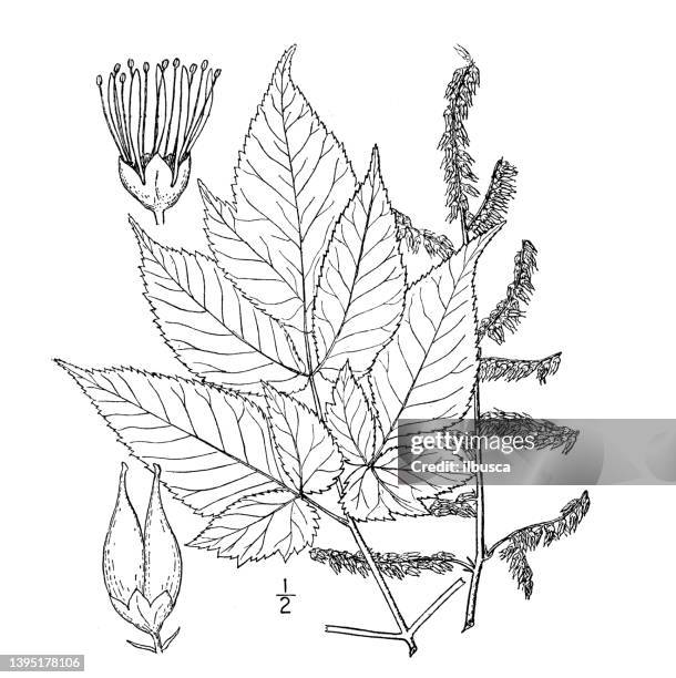 antike botanische pflanzenillustration: astilbe biternata, falscher ziegenbart, astilbe - goat rots stock-grafiken, -clipart, -cartoons und -symbole