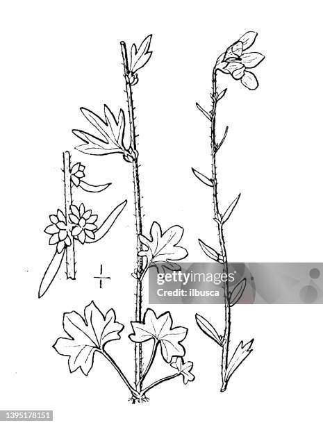 Saging Drawing Example 59 Sagging Drawing Stock Photos, High-Res Pictures, and Images - Getty ...