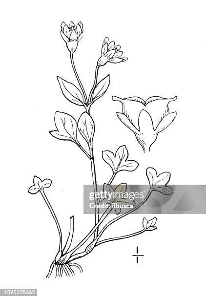 antique botany plant illustration: saxifraga rivularis, alpine brook saxifrage - rivularis stock illustrations