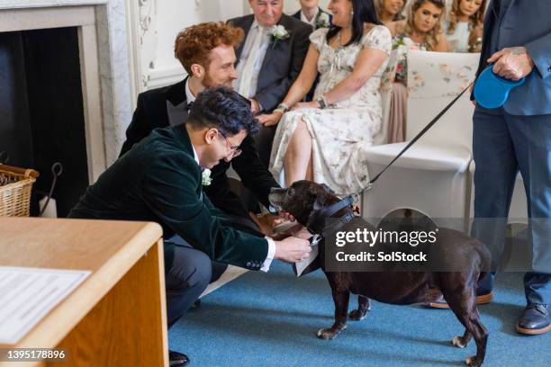 ring bearer dog - pageboy stock pictures, royalty-free photos & images
