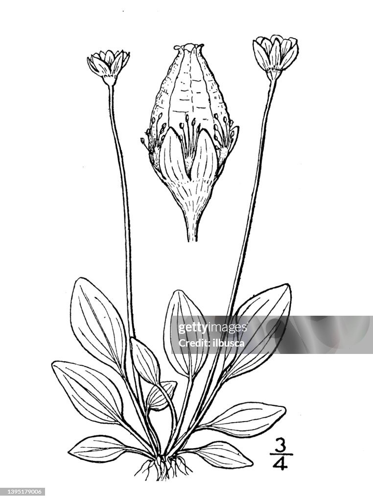 Antique botany plant illustration: Parnassia Kotzebuei, Kotzebue's Grass of Parnassus