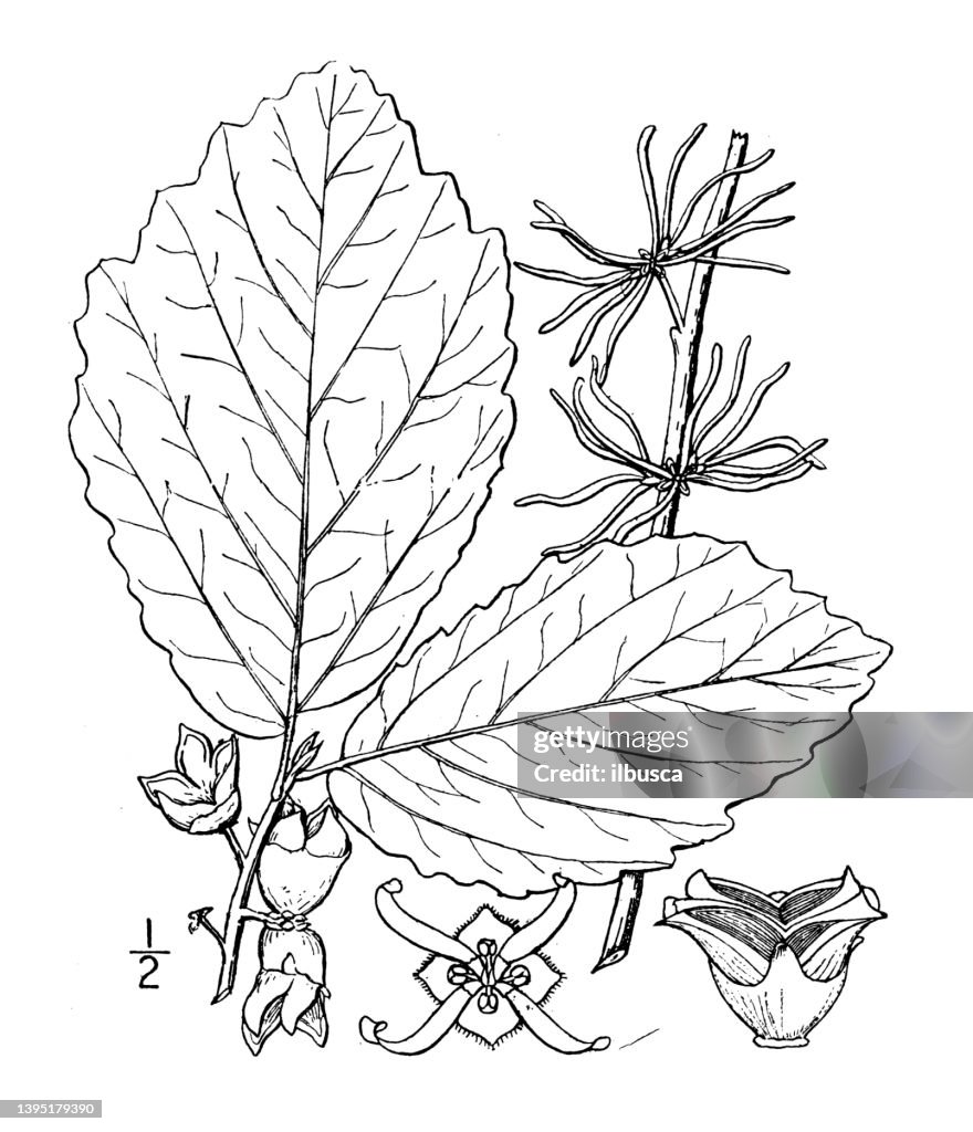 Antique botany plant illustration: Hamamelis Virginiana, Witch Hazel