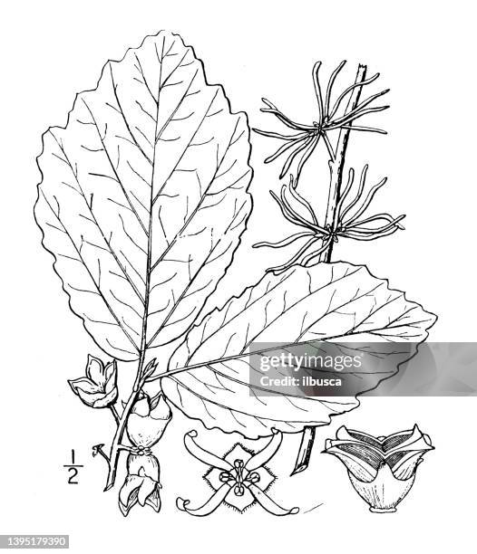 antique botany plant illustration: hamamelis virginiana, witch hazel - witchhazel stock illustrations