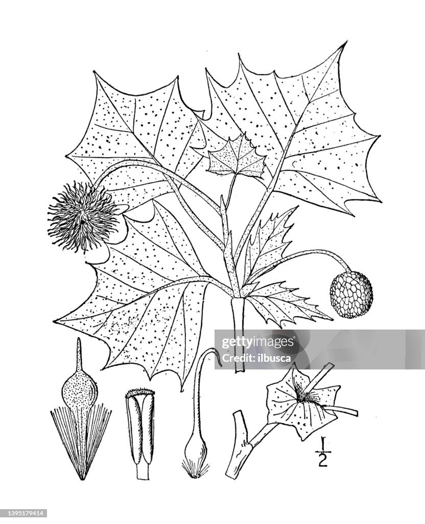 Antique botany plant illustration: Platanus occidentalis, Button wood, Plane tree