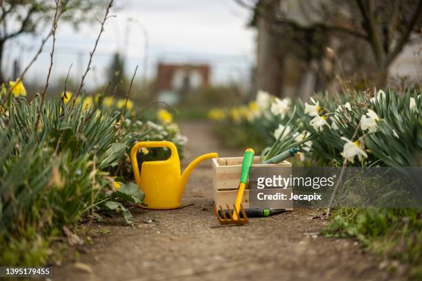 gardening equipment - narcissen stockfoto's en -beelden