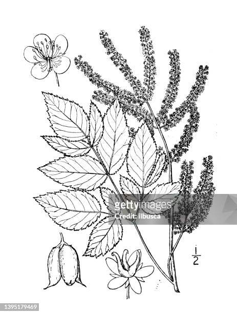 antike botanische pflanzenillustration: aruncus aruncus, ziegenbart - goat rots stock-grafiken, -clipart, -cartoons und -symbole