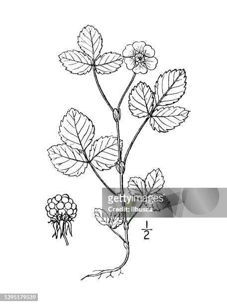 antike botanische pflanzenillustration: rubus arcticus, arctic raspberry, bramble - himbeerpflanze stock-grafiken, -clipart, -cartoons und -symbole