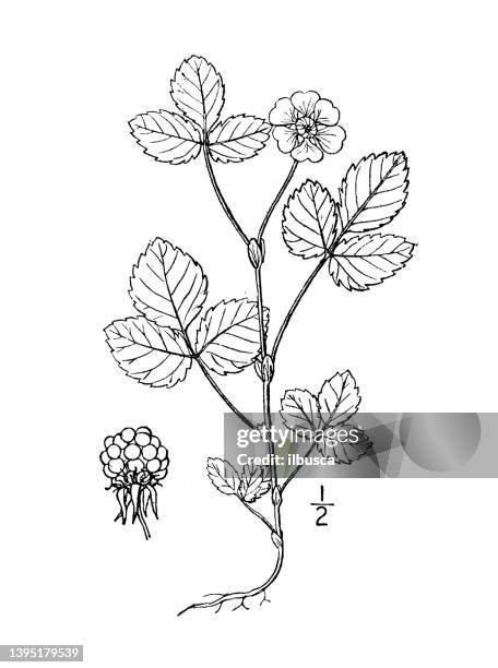 antique botany plant illustration: rubus arcticus, arctic raspberry, bramble - raspberry plant stock illustrations