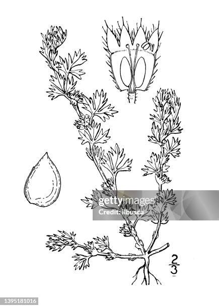 ilustraciones, imágenes clip art, dibujos animados e iconos de stock de ilustración de plantas botánicas antiguas: alchemilla arvensis, perejil piert, argentill - pie de león