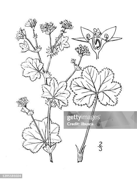 antique botany plant illustration: alchemilla vulgaris, lady's mantle - ladys mantle stock illustrations