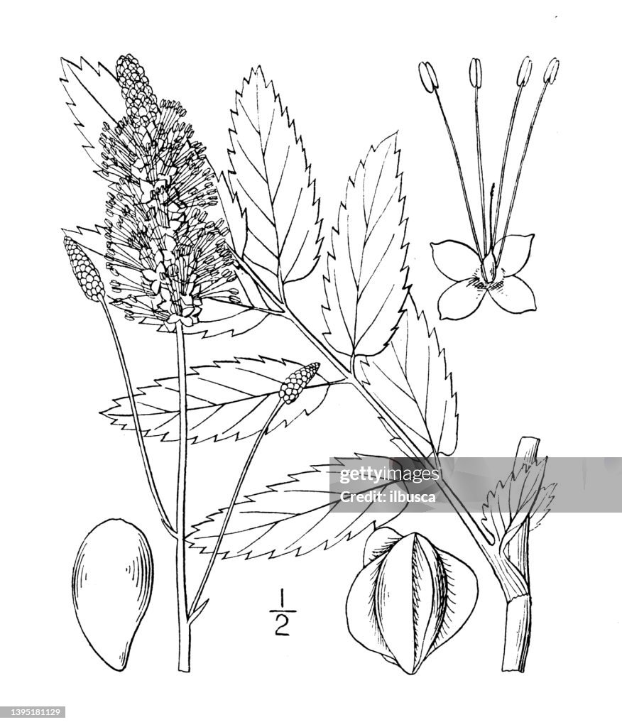 Antique botany plant illustration: Sanguisorba Canadensis, American Great Burnet