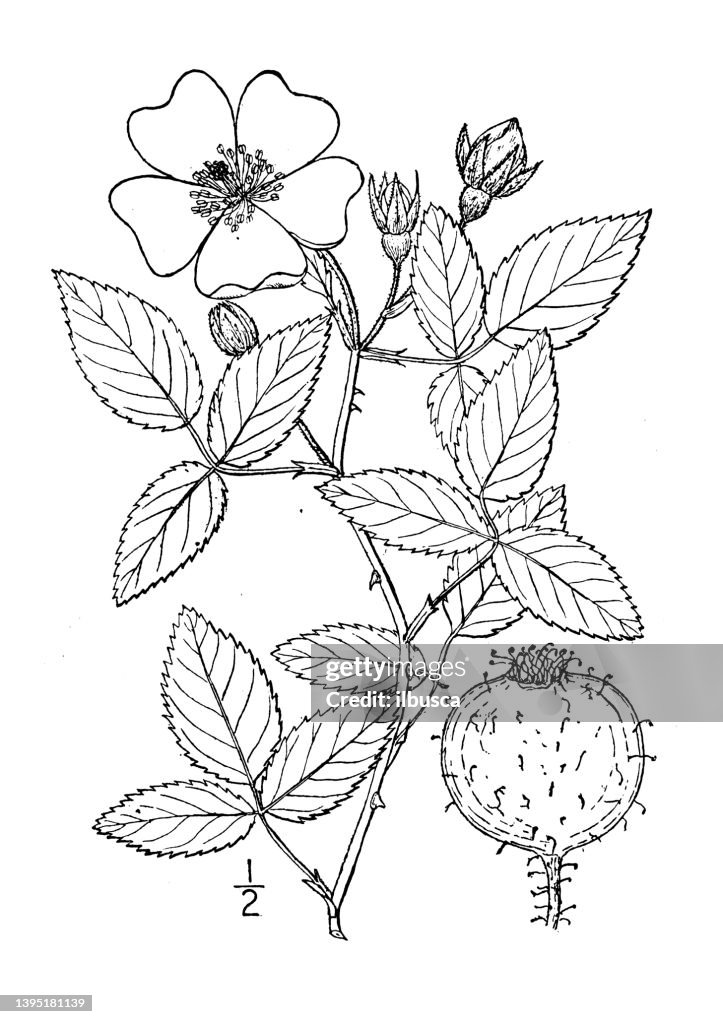 Antique botany plant illustration: Rosa setigera, Prairie Rose