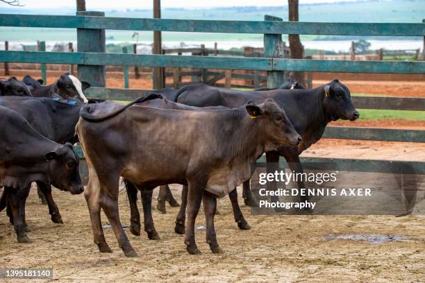 young angus cattle in a corral - intensidade de cores imagens e fotografias de stock