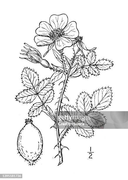 antique botany plant illustration: rosa rubiginosa, sweetbrier - rosa eglanteria stock illustrations