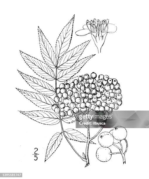 antique botany plant illustration: sorbus americana, american mountain ash - rowan tree stock illustrations